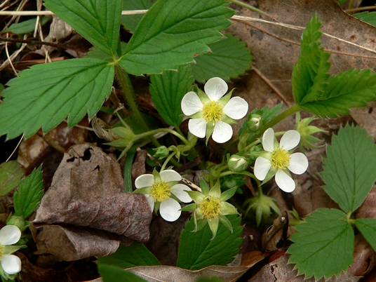 {Fragaria virginiana}